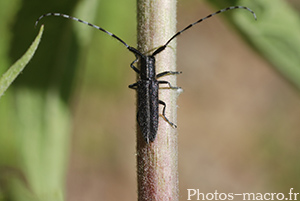 Agapanthia cardui